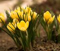 Крокус Желтый (Crocus Yellow) — фото 2