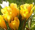 Крокус Желтый (Crocus Yellow) — фото 3