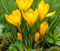 Крокус Желтый (Crocus Yellow) — фото 4