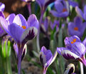 Крокус Зибера Спринг Бьюти (Crocus sieberi Spring Beauty) — фото 2