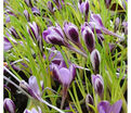 Крокус Зибера Спринг Бьюти (Crocus sieberi Spring Beauty) — фото 3