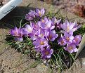 Крокус Зибера Спринг Бьюти (Crocus sieberi Spring Beauty) — фото 4