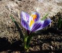 Крокус Зибера Спринг Бьюти (Crocus sieberi Spring Beauty) — фото 5