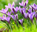 Крокус Зибера Спринг Бьюти (Crocus sieberi Spring Beauty) — фото 6