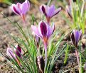 Крокус Зибера Спринг Бьюти (Crocus sieberi Spring Beauty) — фото 7