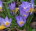 Крокус Зибера Триколор (Crocus sieberi Tricolor) — фото 2