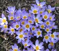 Крокус Зибера Триколор (Crocus sieberi Tricolor) — фото 3