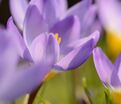 Крокус Зибера Триколор (Crocus sieberi Tricolor) — фото 5