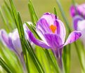 Крокус Кинг оф зе Страйпед (Crocus King of the Striped) — фото 2