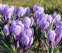 Крокус Кинг оф зе Страйпед (Crocus King of the Striped) — фото 3