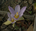 Крокус Кочи (Crocus kotschyanus) — фото 3