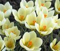 Крокус Крим Бьюти (Crocus Cream Beauty) — фото 2