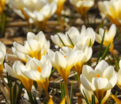 Крокус Крим Бьюти (Crocus Cream Beauty) — фото 3