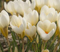 Крокус Крим Бьюти (Crocus Cream Beauty) — фото 11