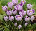 Крокус Пиквик (Crocus Pickwick) — фото 3