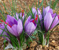 Крокус посевной (Crocus sativus) — фото 2