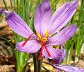 Крокус посевной (Crocus sativus) — фото 3