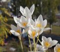 Крокус прекрасный Альбус (Crocus speciosus Albus) — фото 2