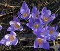 Крокус прекрасный Артабир (Crocus speciosus Artabir) — фото 3