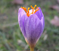 Крокус прекрасный Конкера (Crocus speciosus Conqueror) — фото 2