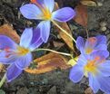 Крокус прекрасный Конкера (Crocus speciosus Conqueror) — фото 3