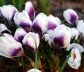 Крокус Принц Клаус (Crocus Prins Claus) — фото 3