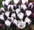 Крокус Принц Клаус (Crocus Prins Claus) — фото 4