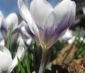 Крокус Принц Клаус (Crocus Prins Claus) — фото 5