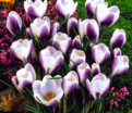 Крокус Принц Клаус (Crocus Prins Claus) — фото 6