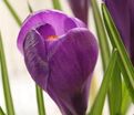 Крокус Ремембранс (Crocus Remembrance) — фото 3