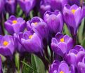 Крокус Ремембранс (Crocus Remembrance) — фото 5