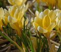 Крокус Романс (Crocus Romance) — фото 2