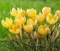 Крокус Романс (Crocus Romance) — фото 3