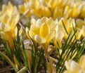 Крокус Романс (Crocus Romance) — фото 6