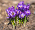 Крокус Руби Джайант (Crocus Ruby Giant) — фото 2