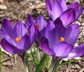 Крокус Руби Джайант (Crocus Ruby Giant) — фото 3