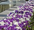 Крокус Сине-белый (Crocus Blue-White) — фото 2