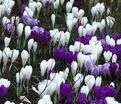 Крокус Сине-белый микс (Crocus Blue-White Mix) — фото 2