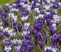 Крокус Сине-белый микс (Crocus Blue-White Mix) — фото 3