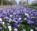 Крокус Сине-белый микс (Crocus Blue-White Mix) — фото 4