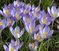 Крокус томазини Барс Парпл (Crocus tommasinianus Barr's Purple) — фото 2