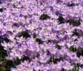 Крокус томазини Барс Парпл (Crocus tommasinianus Barr's Purple) — фото 3