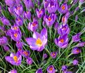 Крокус томазини Барс Парпл (Crocus tommasinianus Barr's Purple) — фото 4