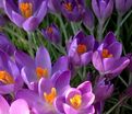 Крокус томазини Барс Парпл (Crocus tommasinianus Barr's Purple) — фото 5