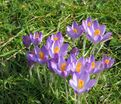 Крокус томазини Барс Парпл (Crocus tommasinianus Barr's Purple) — фото 6