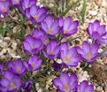 Крокус томазини Руби Джайант (Crocus tommasinianus Ruby Giant) — фото 3