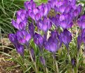 Крокус томазини Руби Джайант (Crocus tommasinianus Ruby Giant) — фото 4