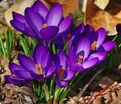 Крокус томазини Руби Джайант (Crocus tommasinianus Ruby Giant) — фото 5