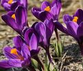 Крокус Флауэр Рекорд (Crocus Flower Record) — фото 3