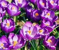 Крокус Флауэр Рекорд (Crocus Flower Record) — фото 5